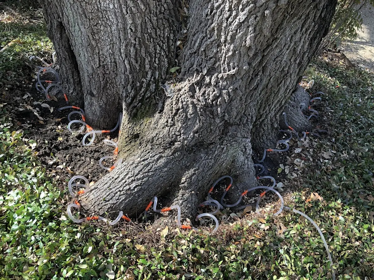 Detailed Tree Cabling and Bracing job site in Castine