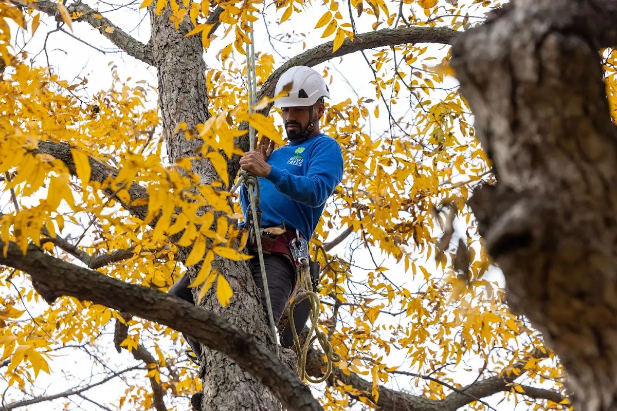Skilled Tree Trimming crew working in Castine